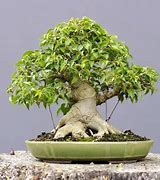 Bonsai Beringin Lokal